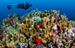 Aquaworld Cancun Reef